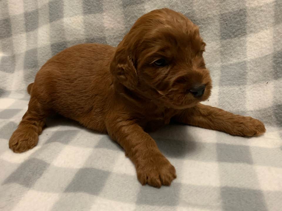 Oregon labradoodle breeders best