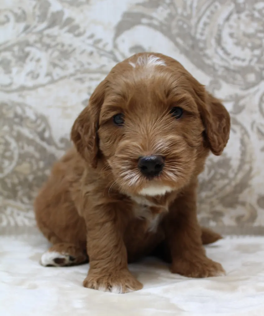 Ally and Watson’s litter is home