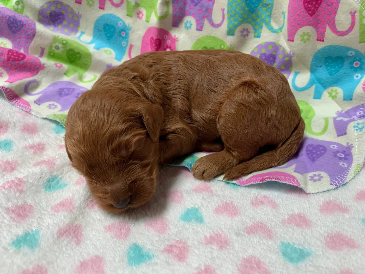 Bella and Gunner’s Bumble Bee puppies are home