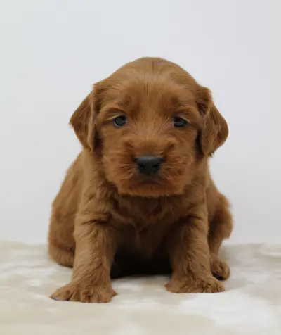 Four weeks Milo