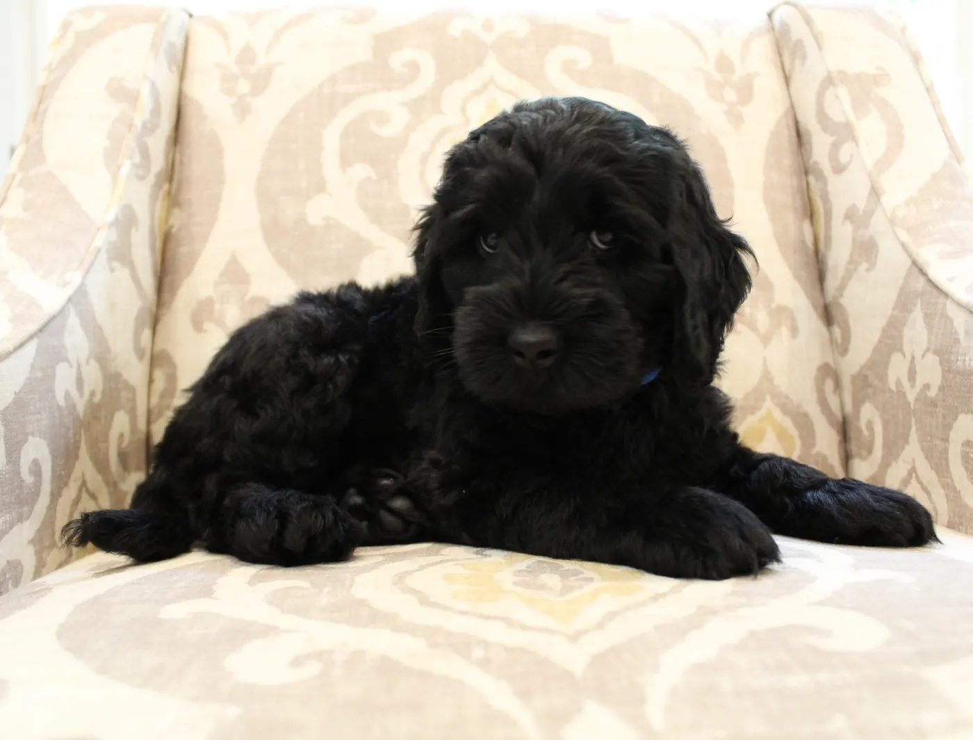 Gracie and Barkley’s litter is home