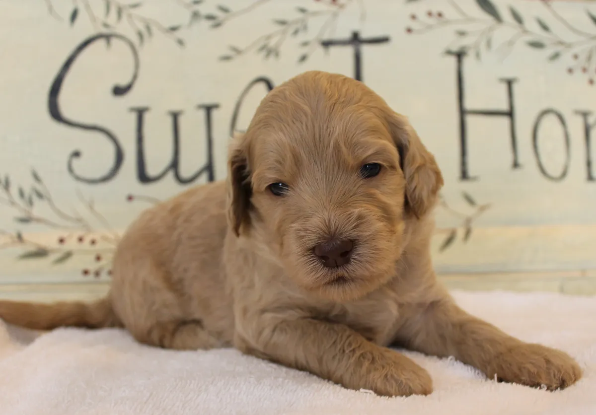 Roo and Basil’s puppies are with their forever families