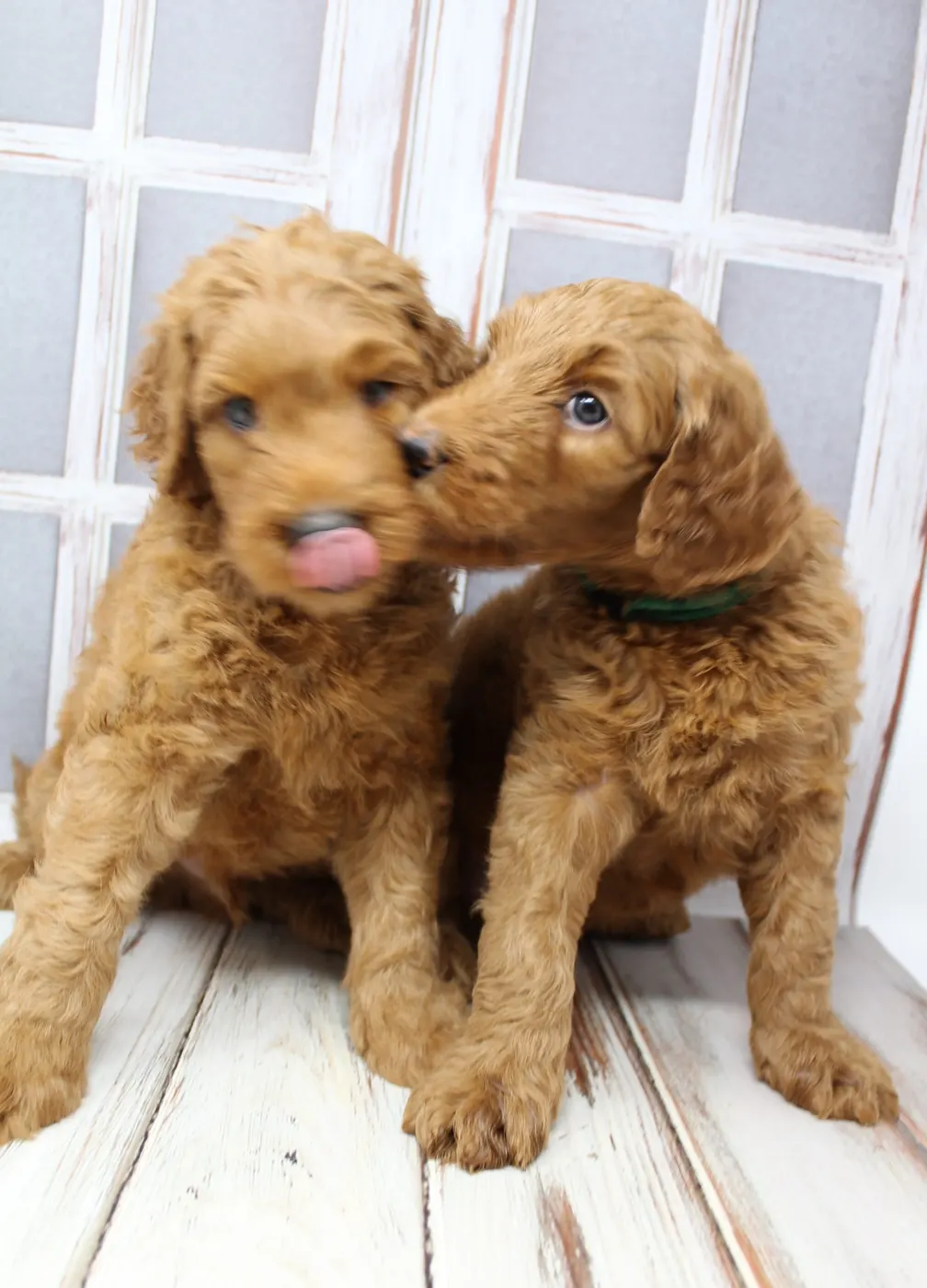 Bella and Gunner’s Bumble Bee puppies are home