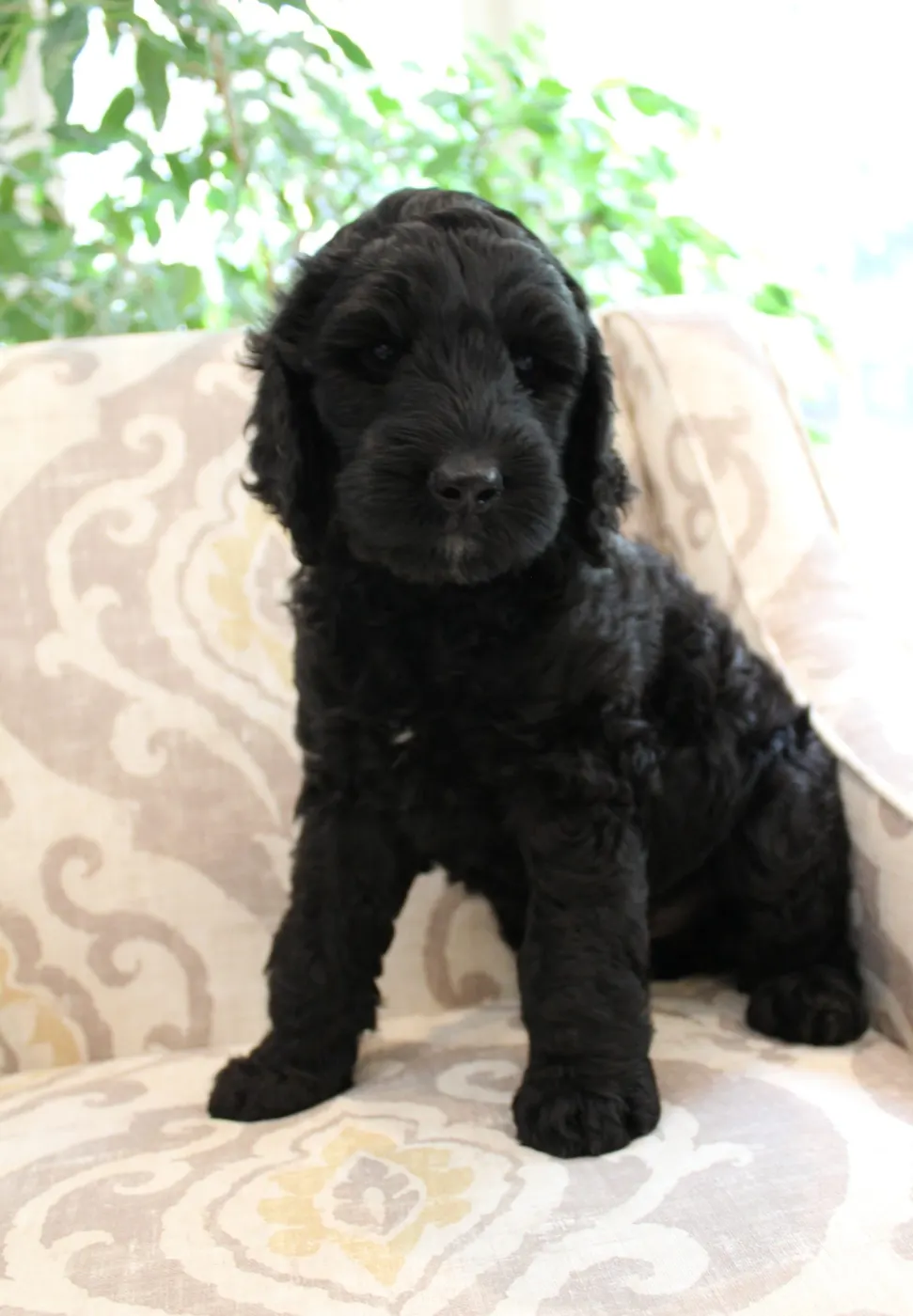 Gracie’s puppies are with their forever families