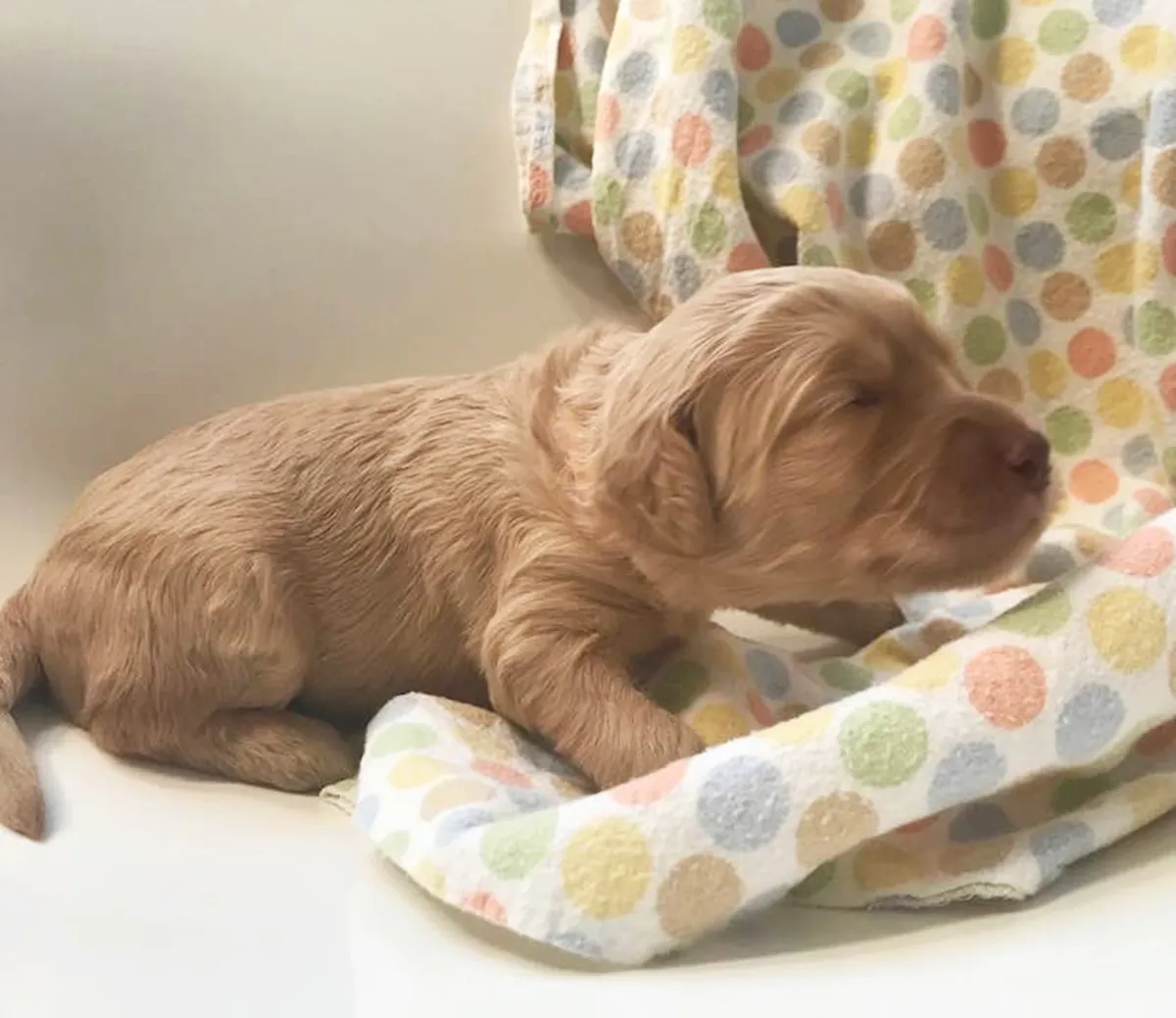 Roo and Basil’s puppies are with their forever families