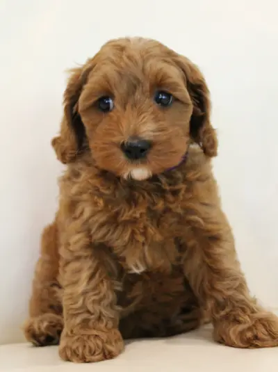 mini labradoodles available Portland Oregon Washington