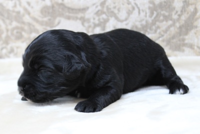 Puppy Culture labradoodle puppies Oregon Washington mini puppies