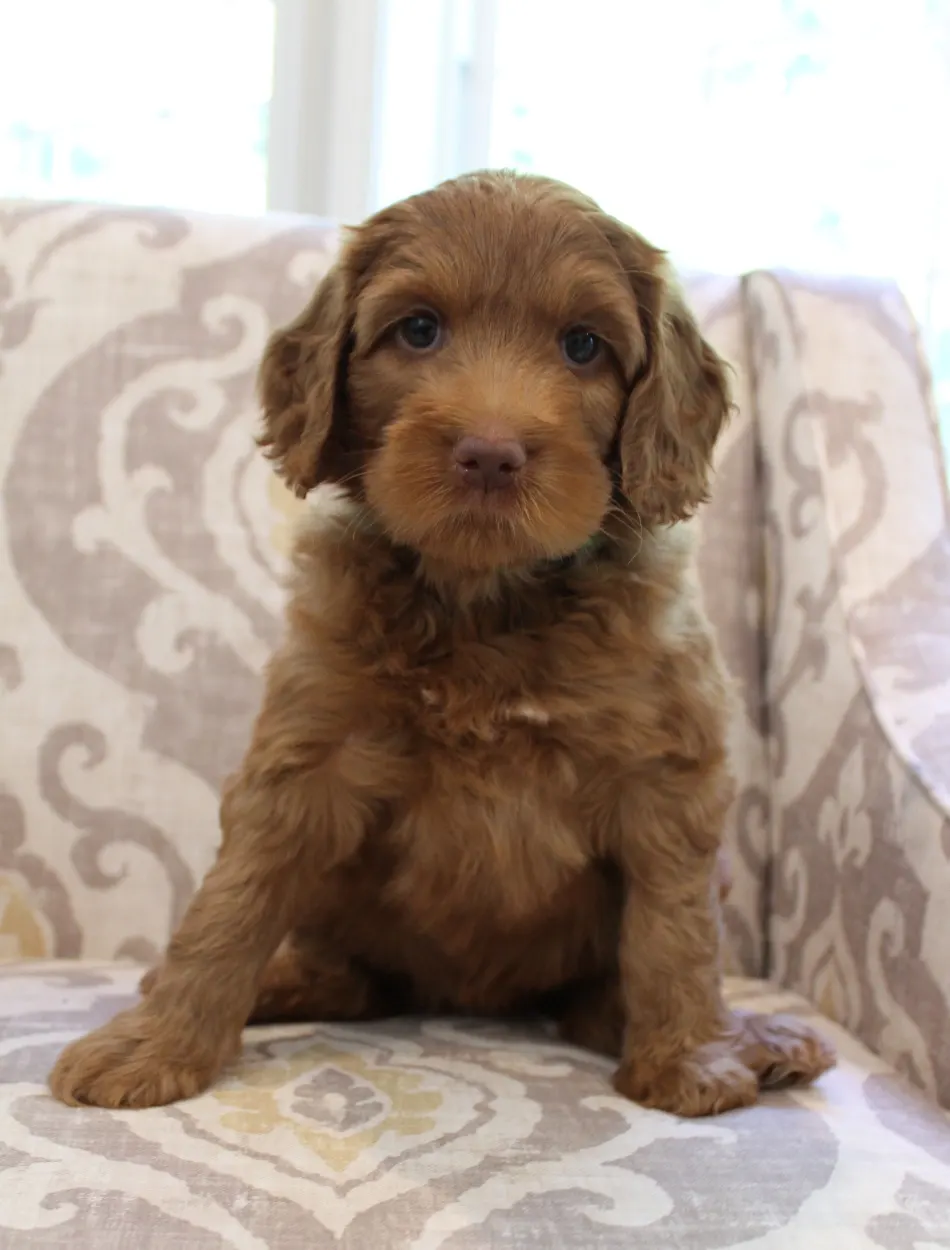 Hazel and Barkley’s puppies are home