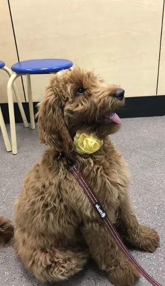 red Oregon Australian Labradoodles