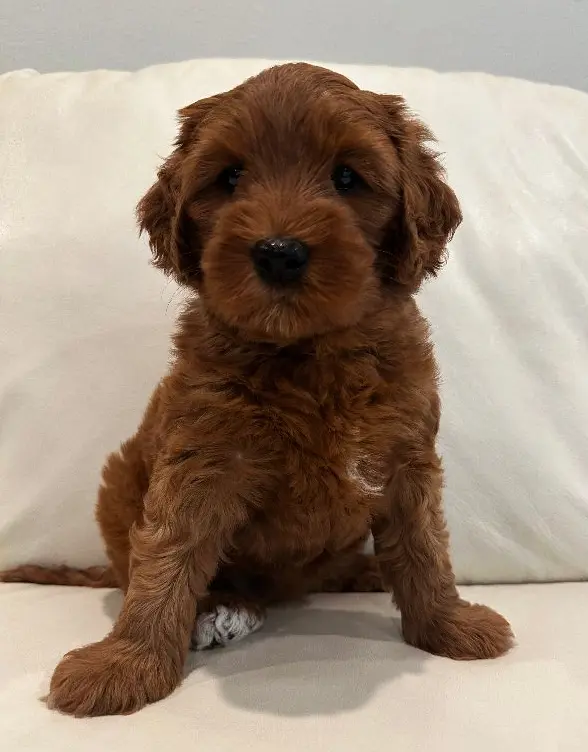 therapy dogs best Oregon labradoodle breeder
