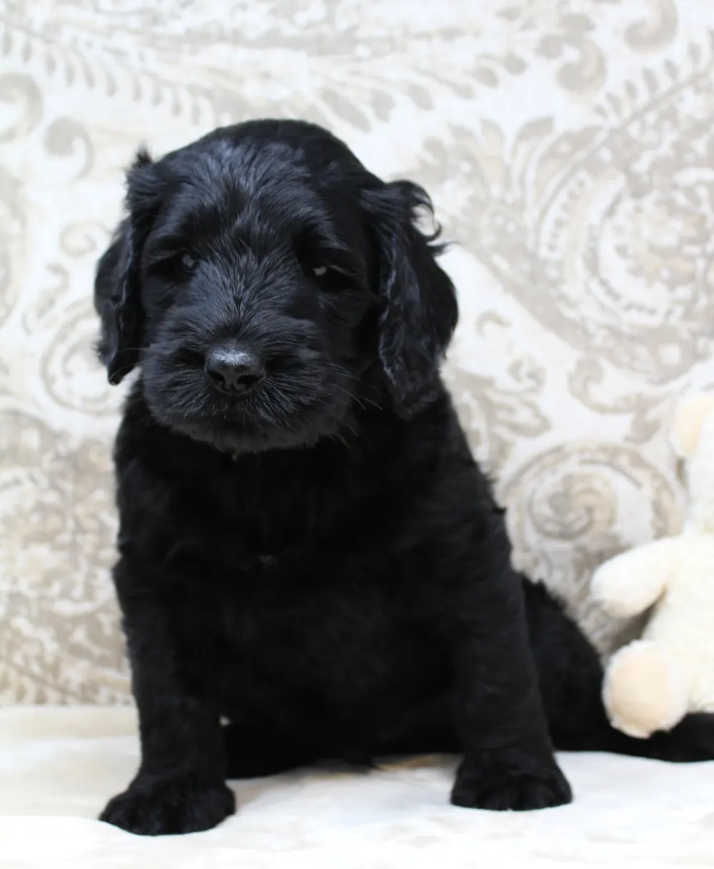 black labradoodle puppies oregon