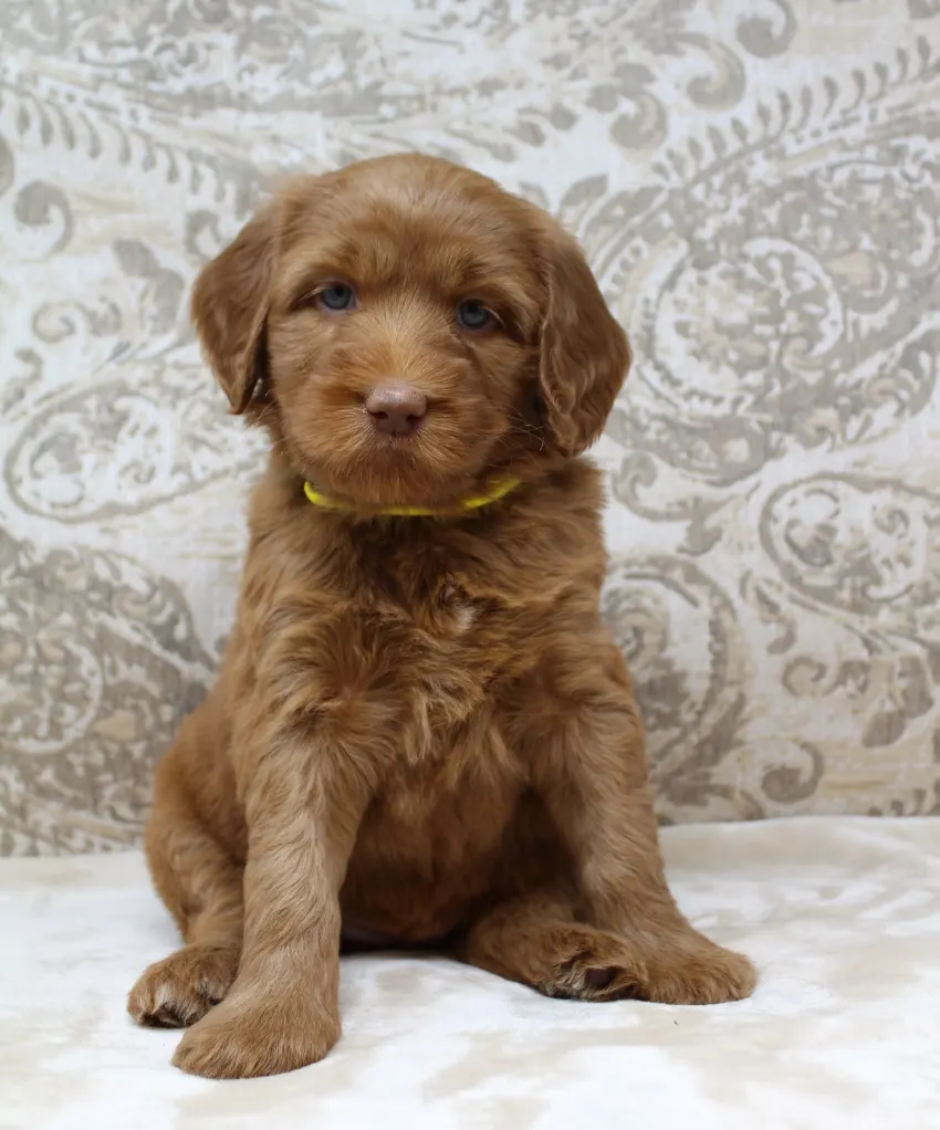 Hazel and Barkley’s puppies are home