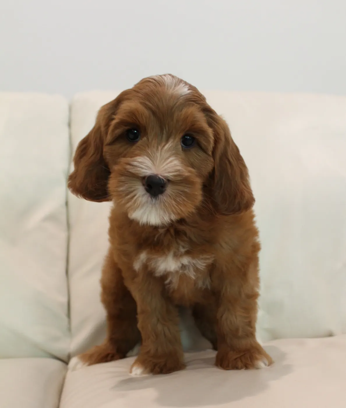 Ally and Watson’s litter is home