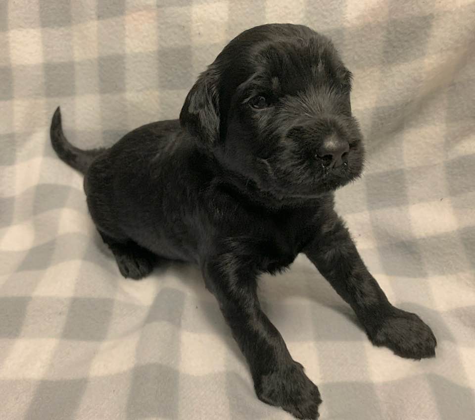 Gracie’s puppies are with their forever families