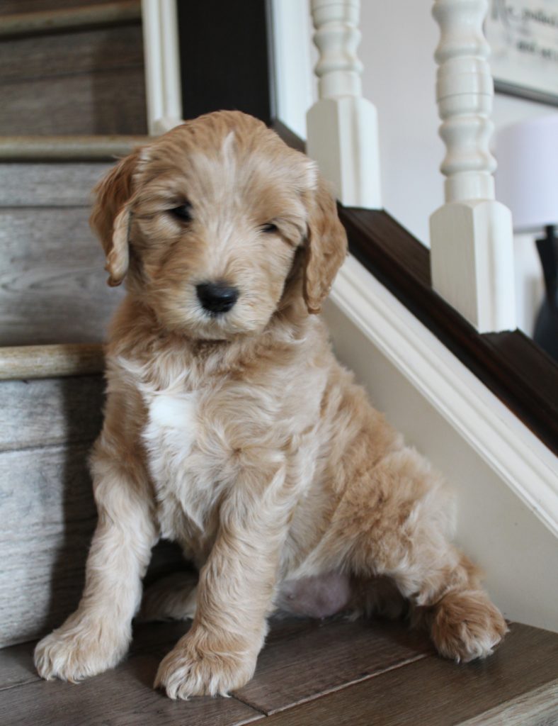 Oregon labradoodle breeders puppies now