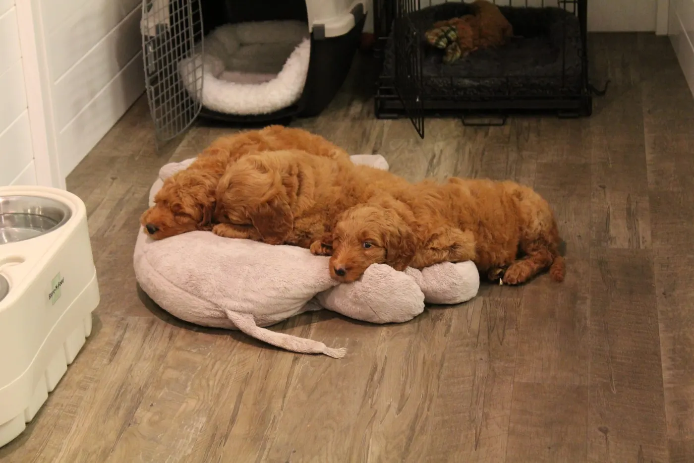 Bella and Gunner’s Bumble Bee puppies are home