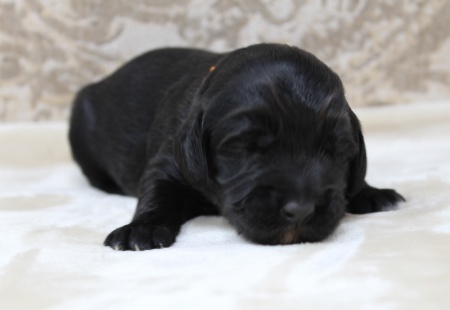 Oregon labradoodle puppies