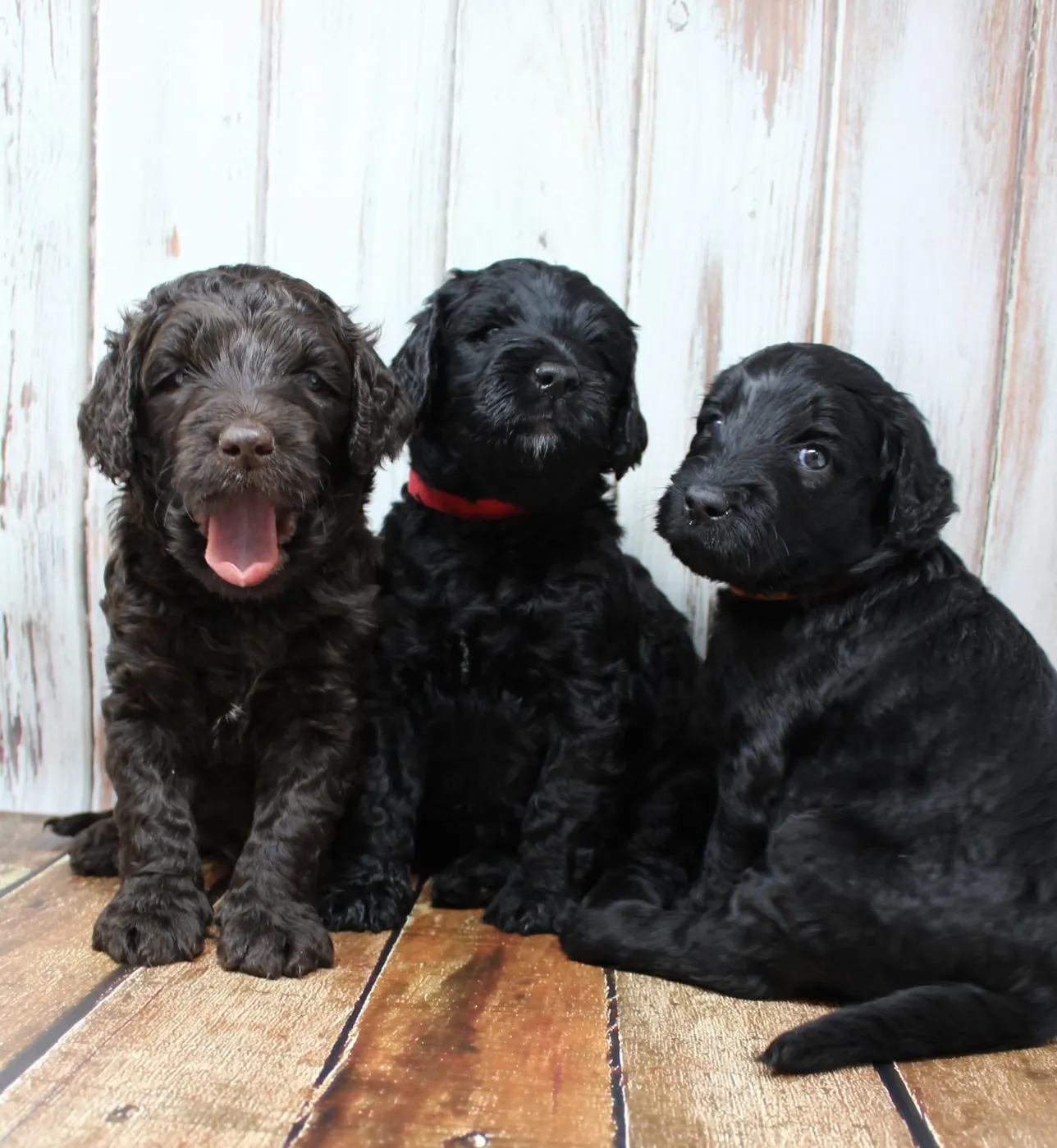 Gracie’s puppies are with their forever families