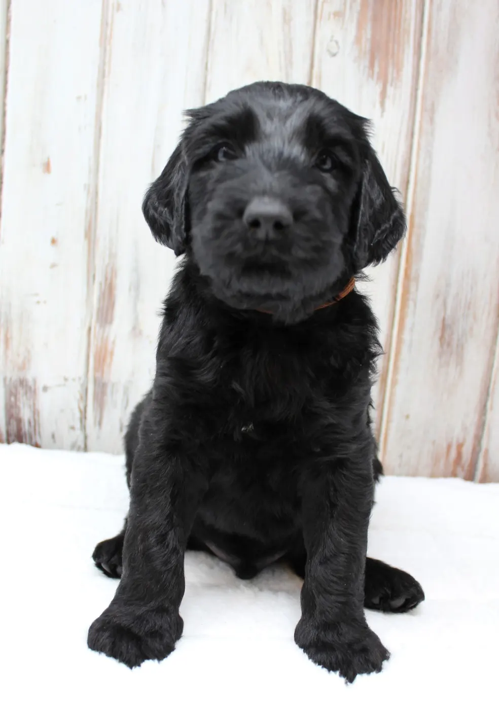 Gracie’s puppies are with their forever families