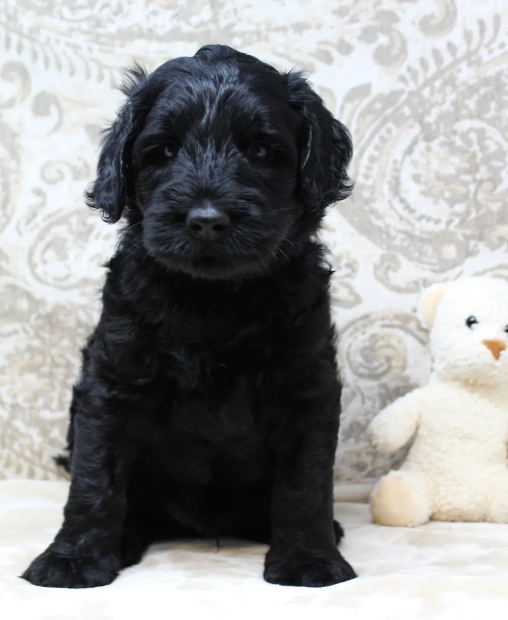 Gracie and Barkley’s litter is home