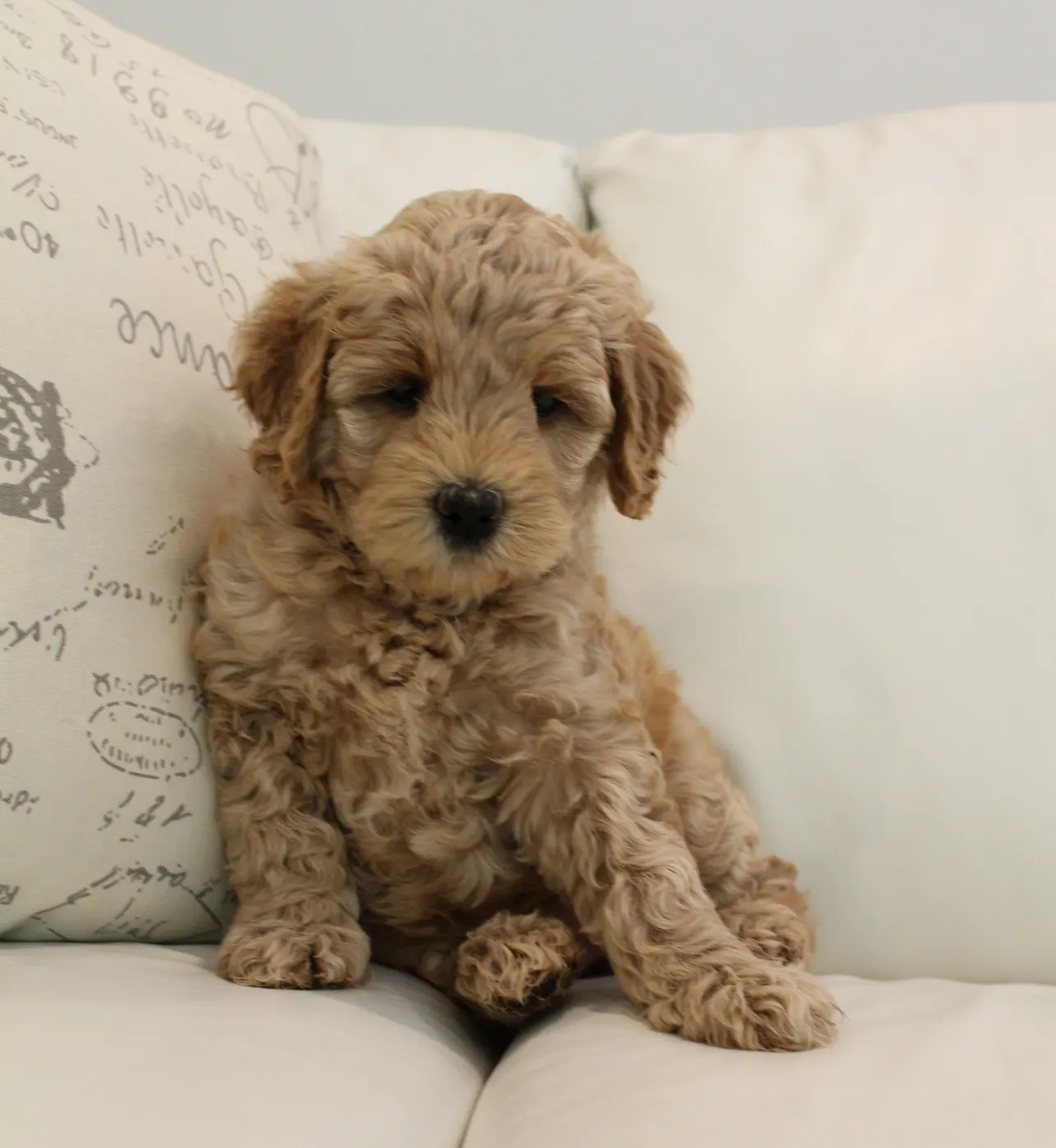 Katie and Barkley’s puppies are home