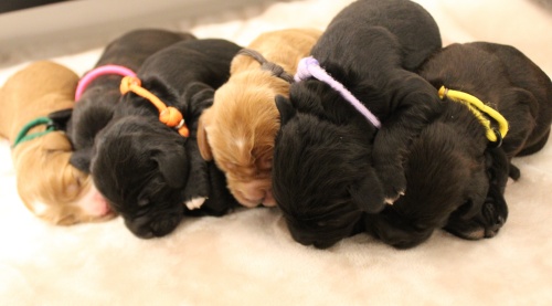 Kylie and Nelson's puppies are here!