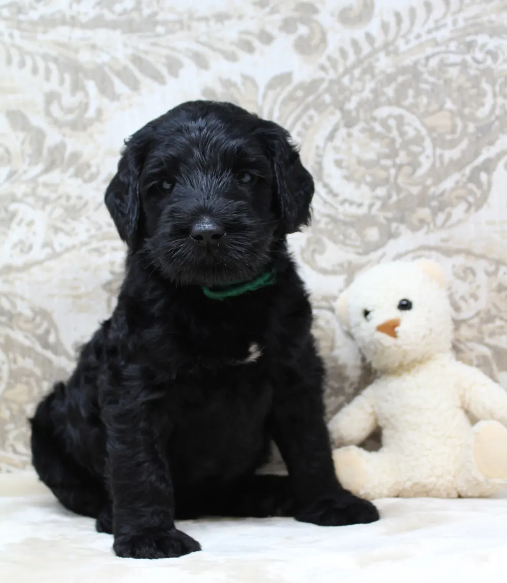 Oregon standard labradoodles available now