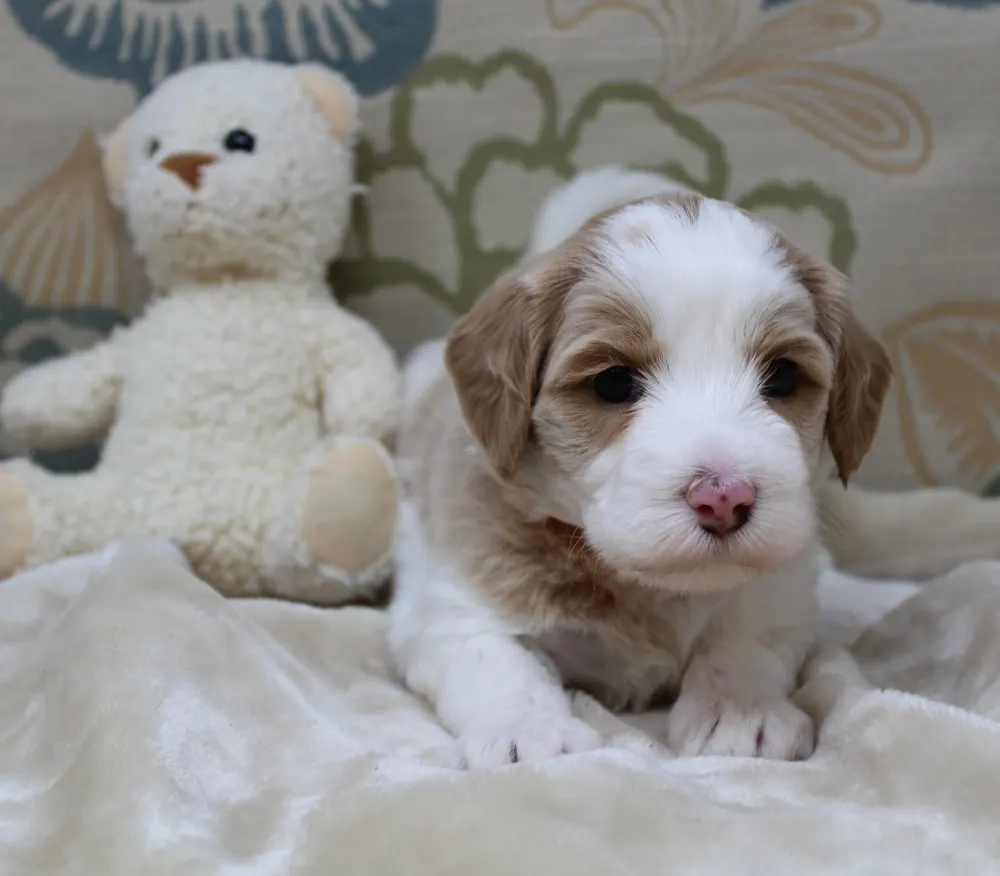 Clara Jane and Bear’s pups are home