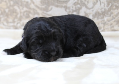 Kylie and Nelson's puppies are here