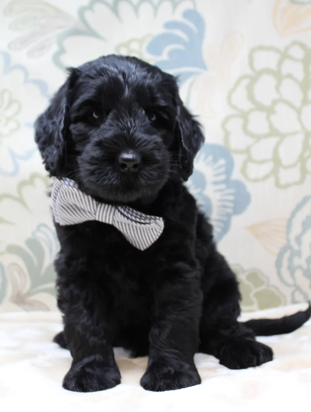 Oregon labradoodle breeders