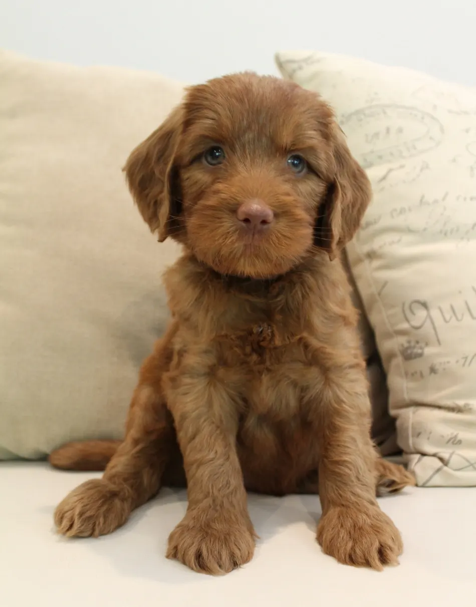 Hazel and Barkley’s puppies are home