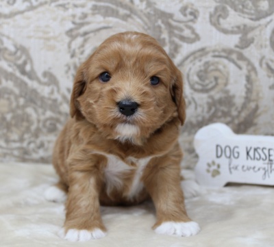 best labradoodle breeder Portland Oregon Vancouver Salem Tigard Sherwood