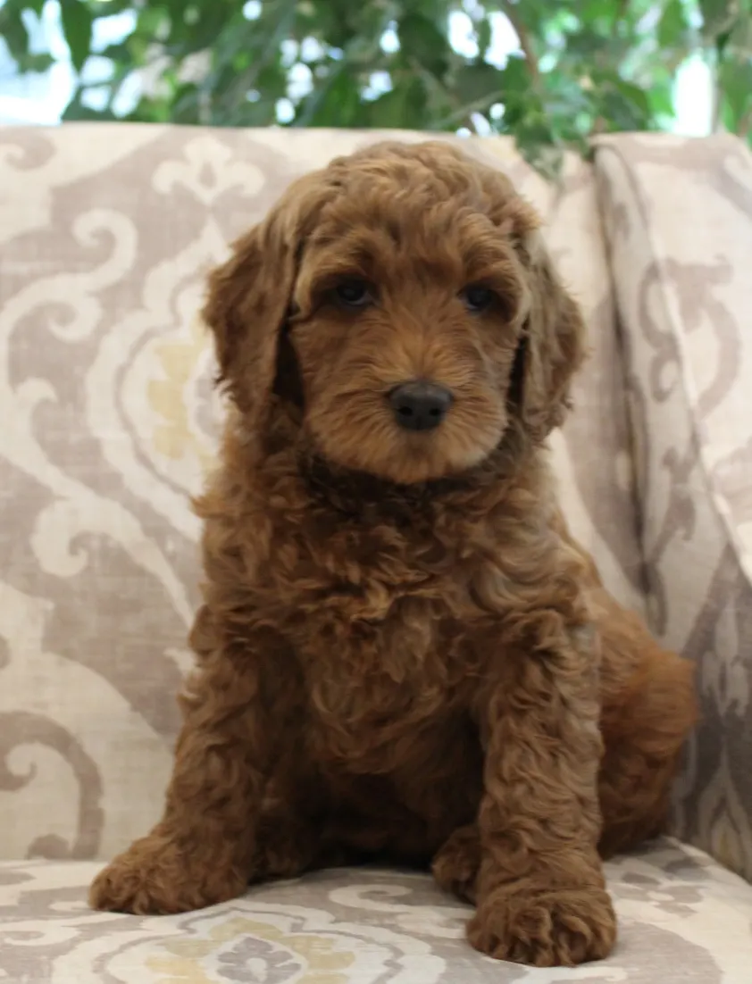 Bella and Barkley’s pups are home