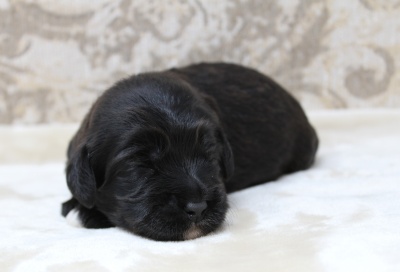 mini labradoodle puppies best Oregon breeder