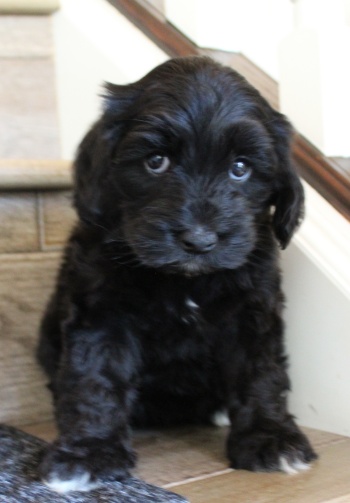 Kylie and Nelson's puppies are growing up!