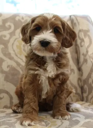 Ava and Watson’s puppies are home