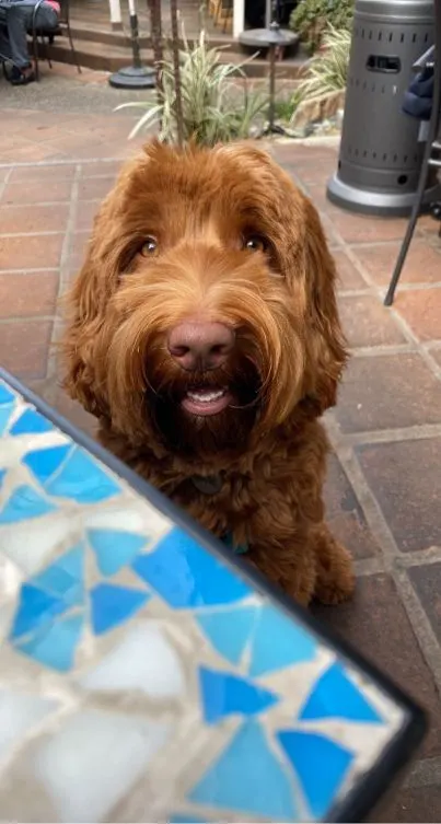 Testimonials about our labradoodle puppies