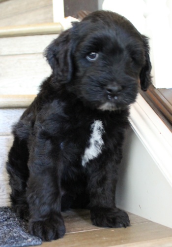 Six weeks Kip steps 2