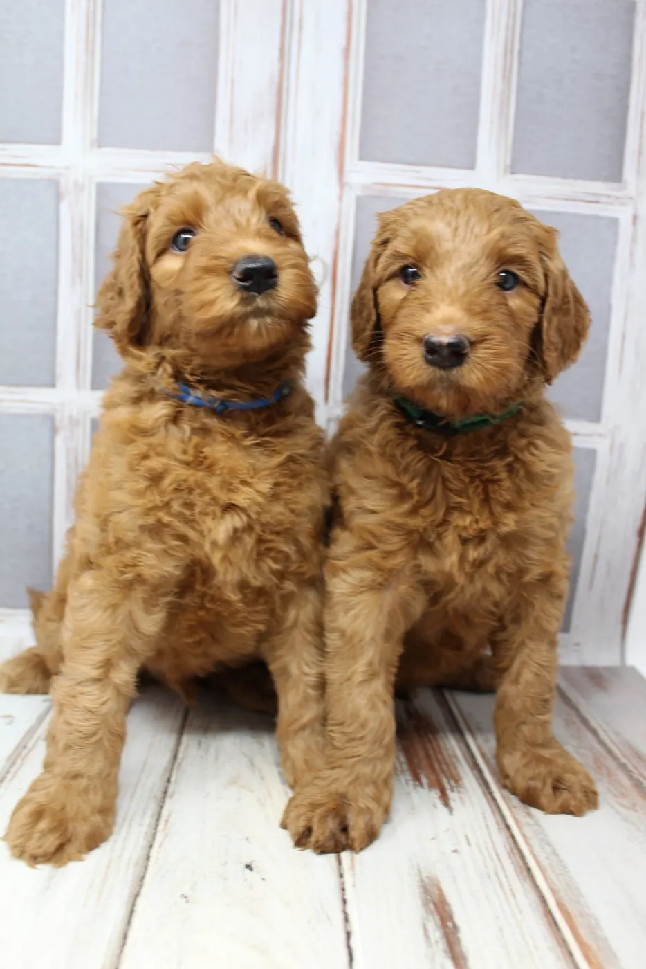 Bella and Gunner’s Bumble Bee puppies are home