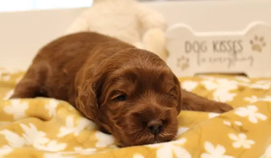 Two weeks Asher 2