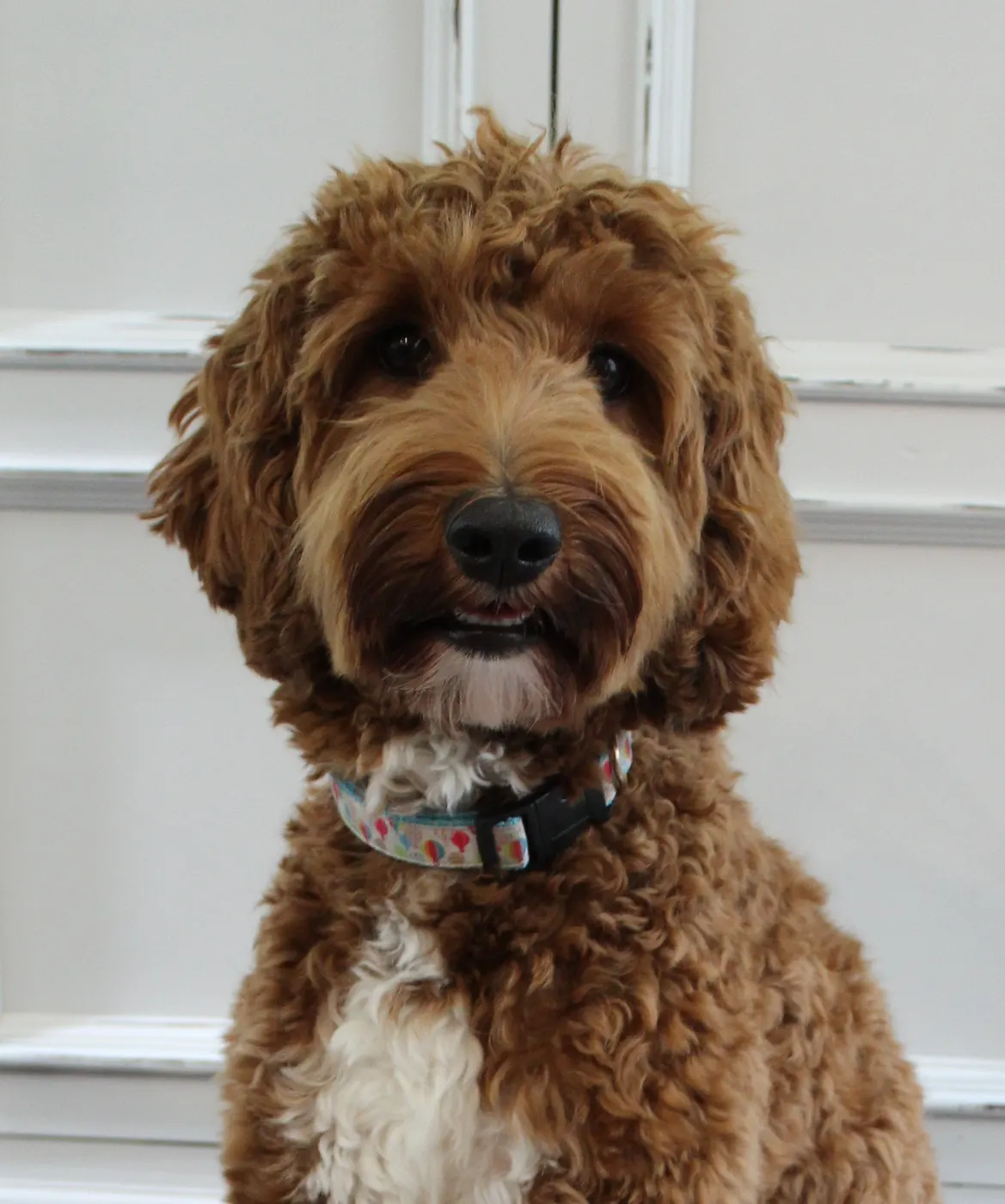 Stevie, Valley Vineyard Labradoodle