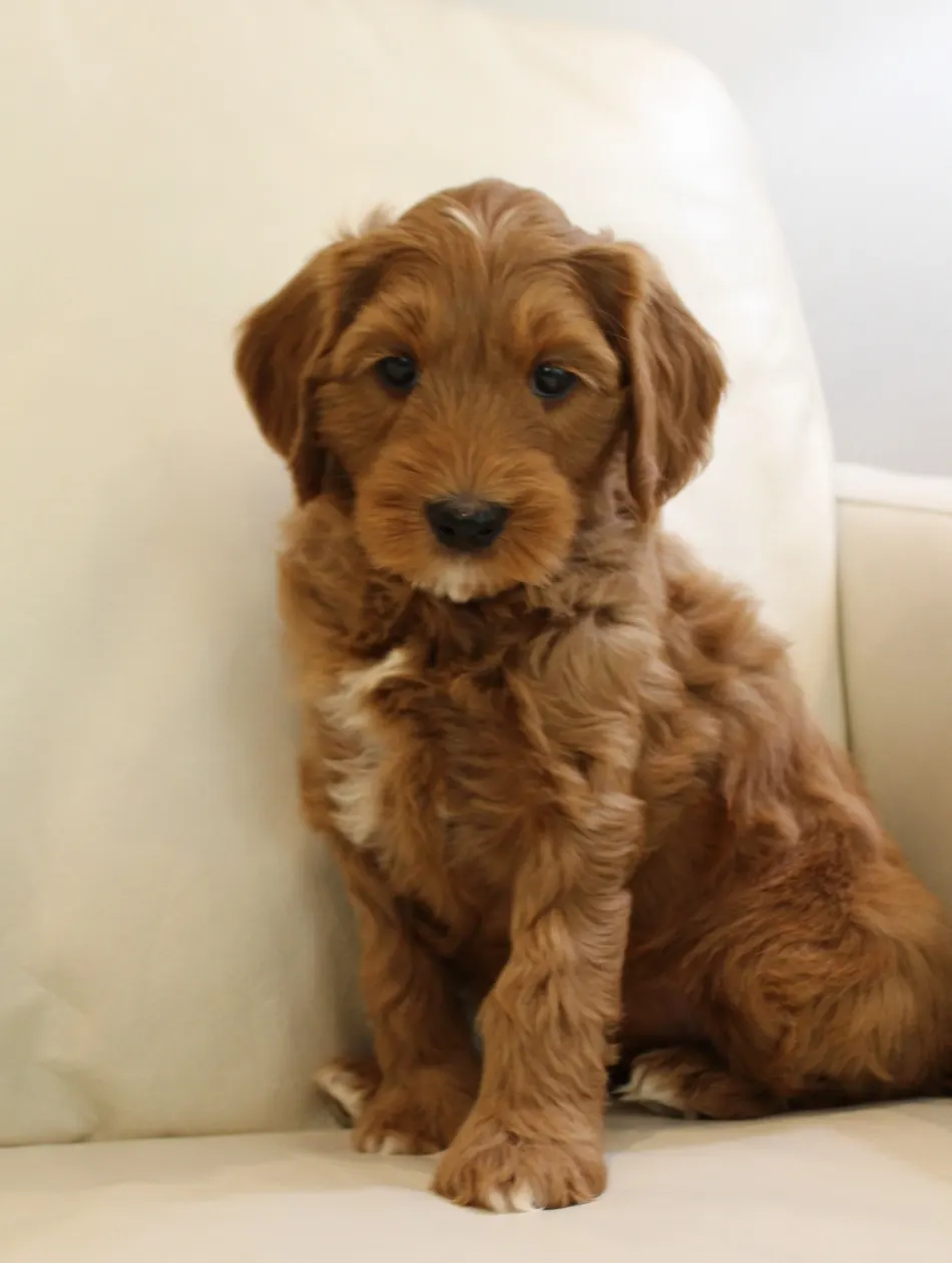 Emma and Watson’s puppies are home