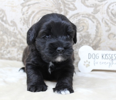 Oregon best labradoodle breeder Puppy Culture puppies