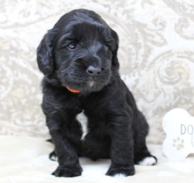 Kylie and Nelson's puppies are here!