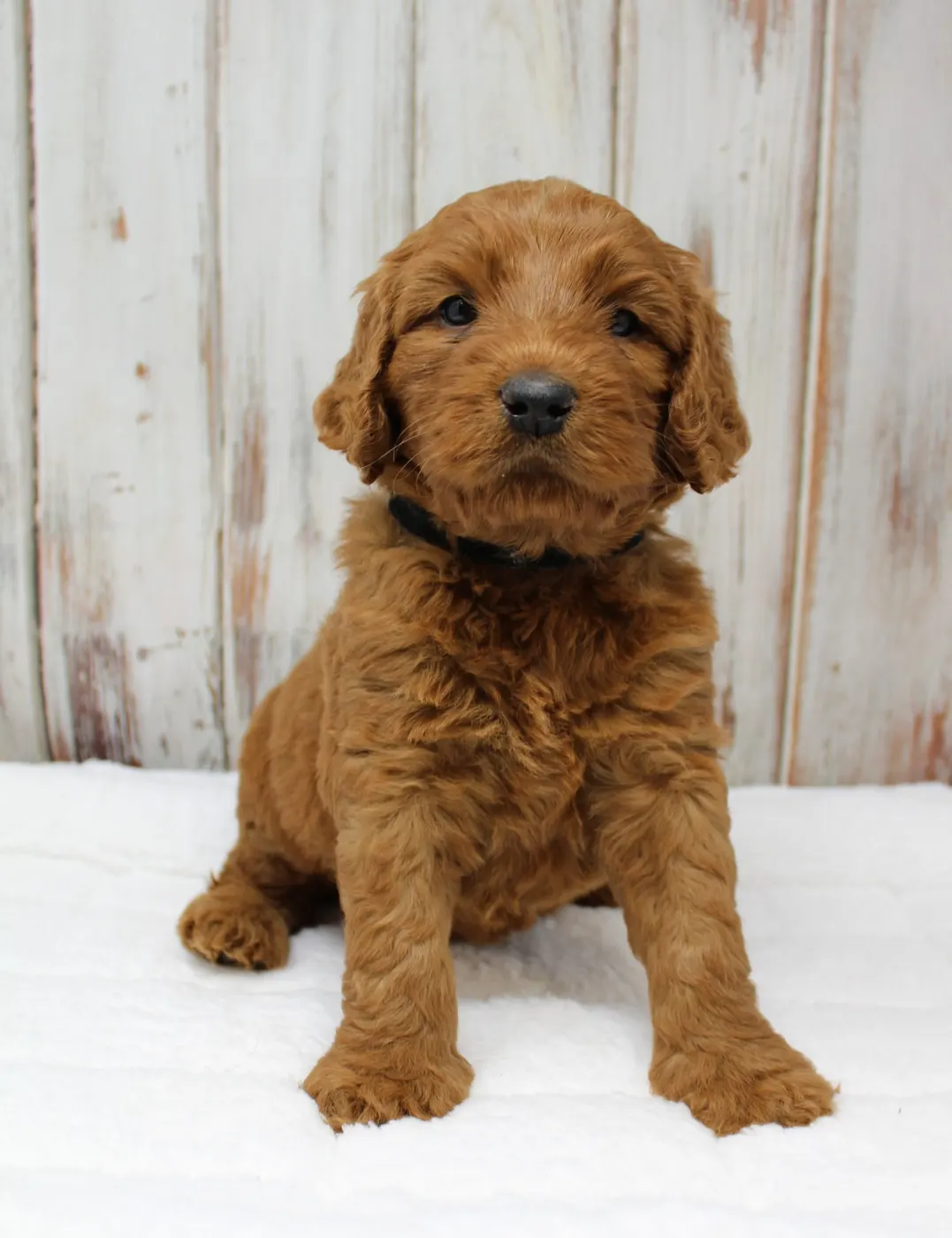 Gracie’s puppies are with their forever families