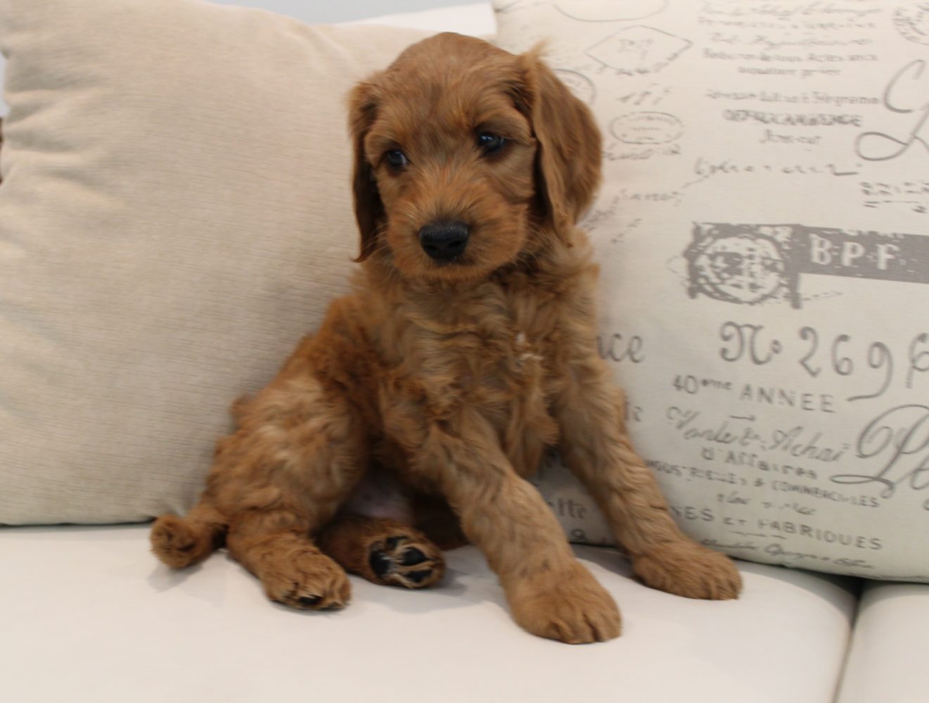 Katie and Gunner’s puppies are home!