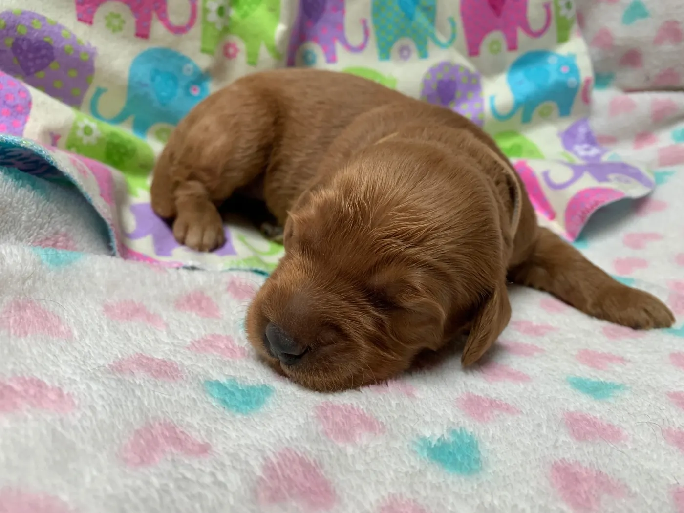 Bella and Gunner’s Bumble Bee puppies are home