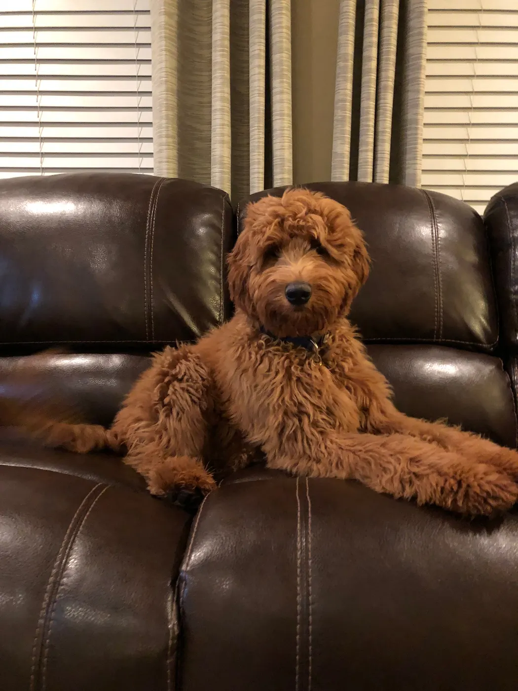 standard labradoodle puppies available now Portland Salem Oregon
