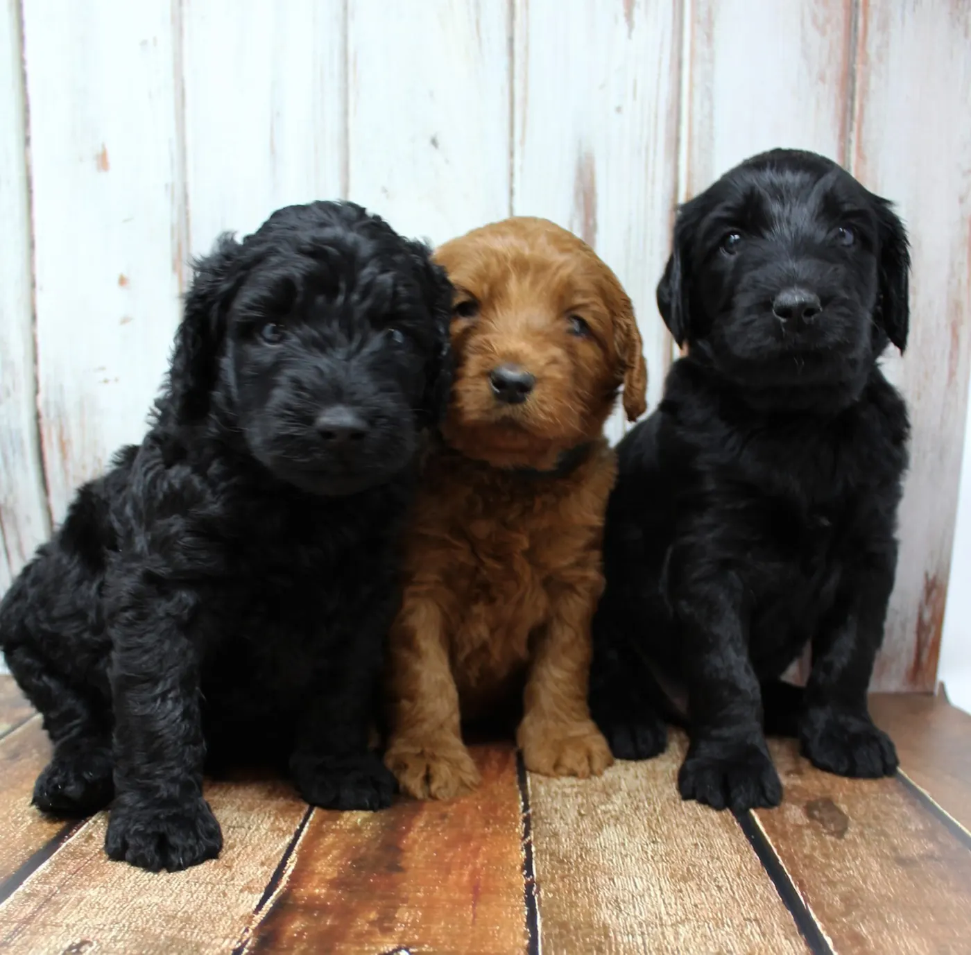Gracie’s puppies are with their forever families