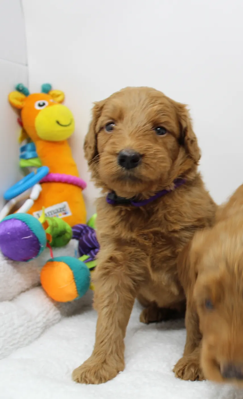 Bella and Gunner’s Bumble Bee puppies are home
